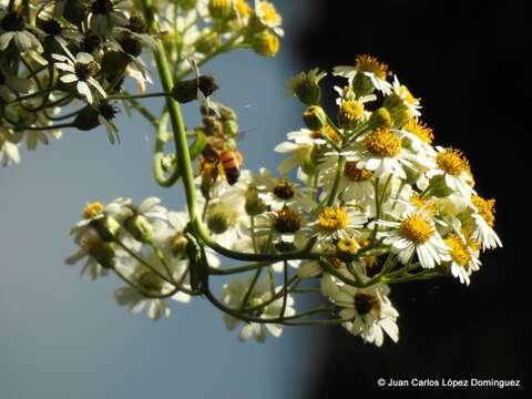 صورة Schistocarpha bicolor Less.