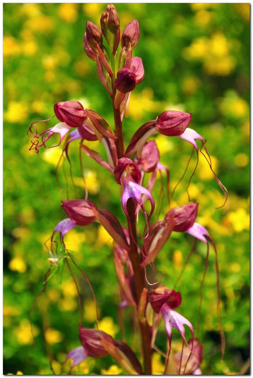 Image of Komper's Orchid