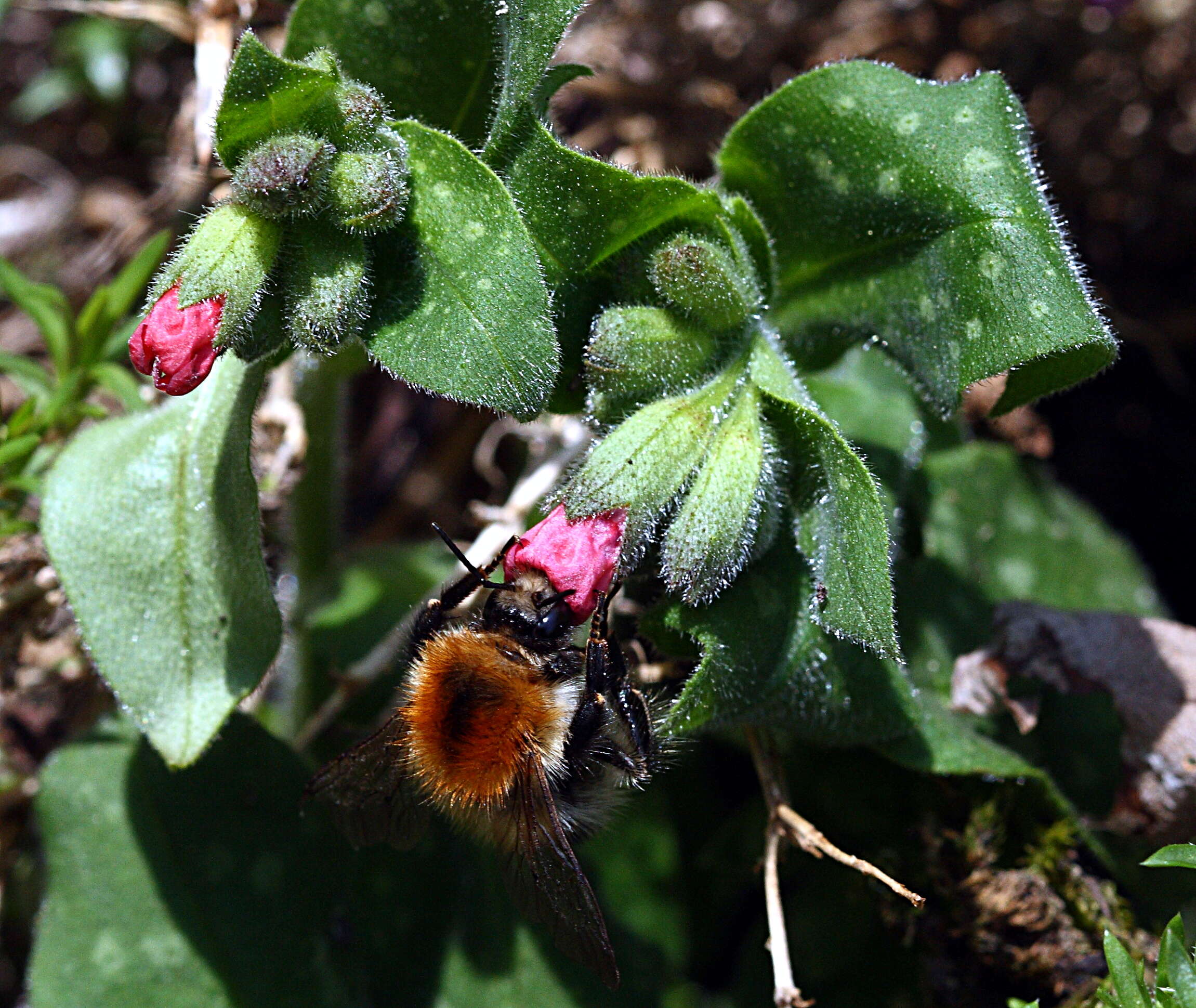 Image of Lungwort