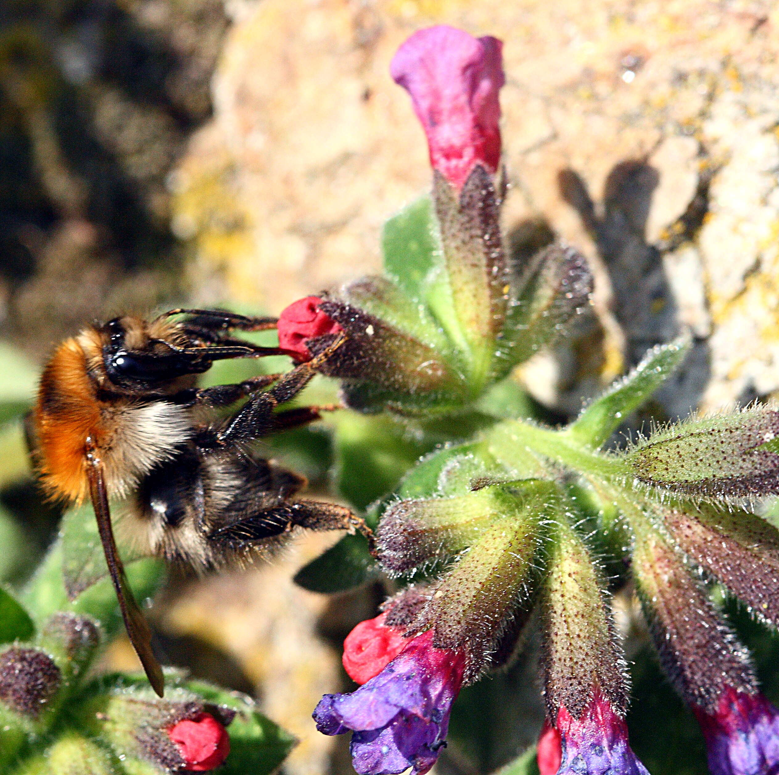 Image of Lungwort