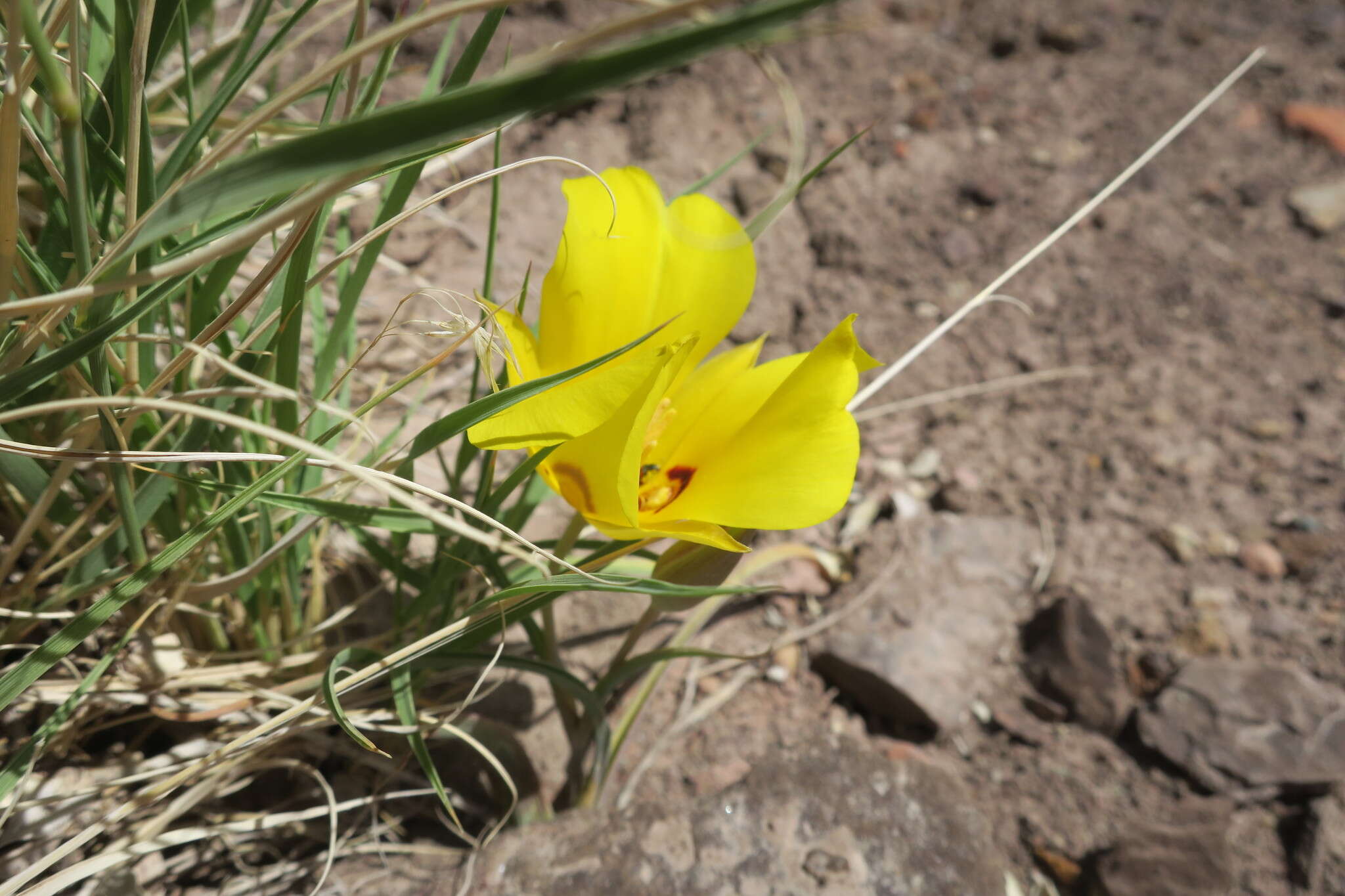 Calochortus aureus S. Watson resmi