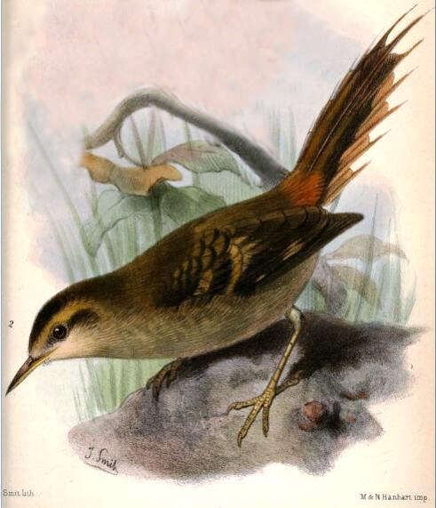 Image of ovenbirds