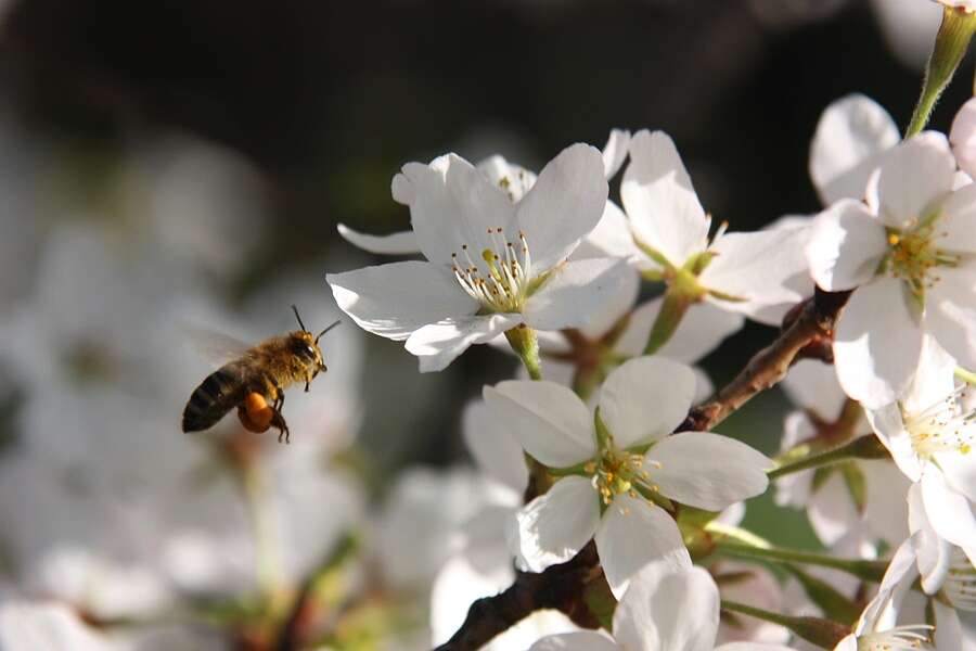 Image of hybrid cherry