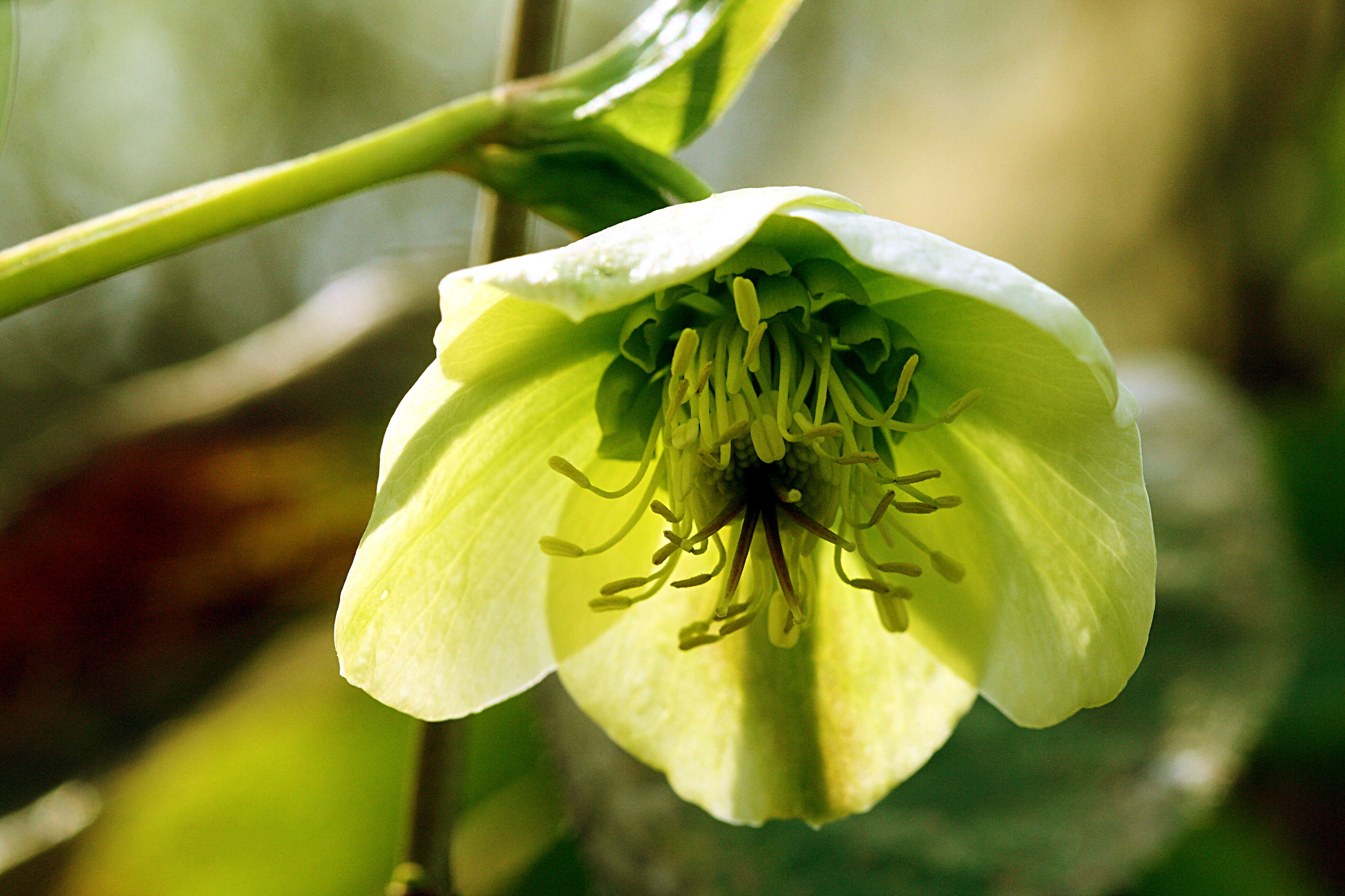 Image of black hellebore