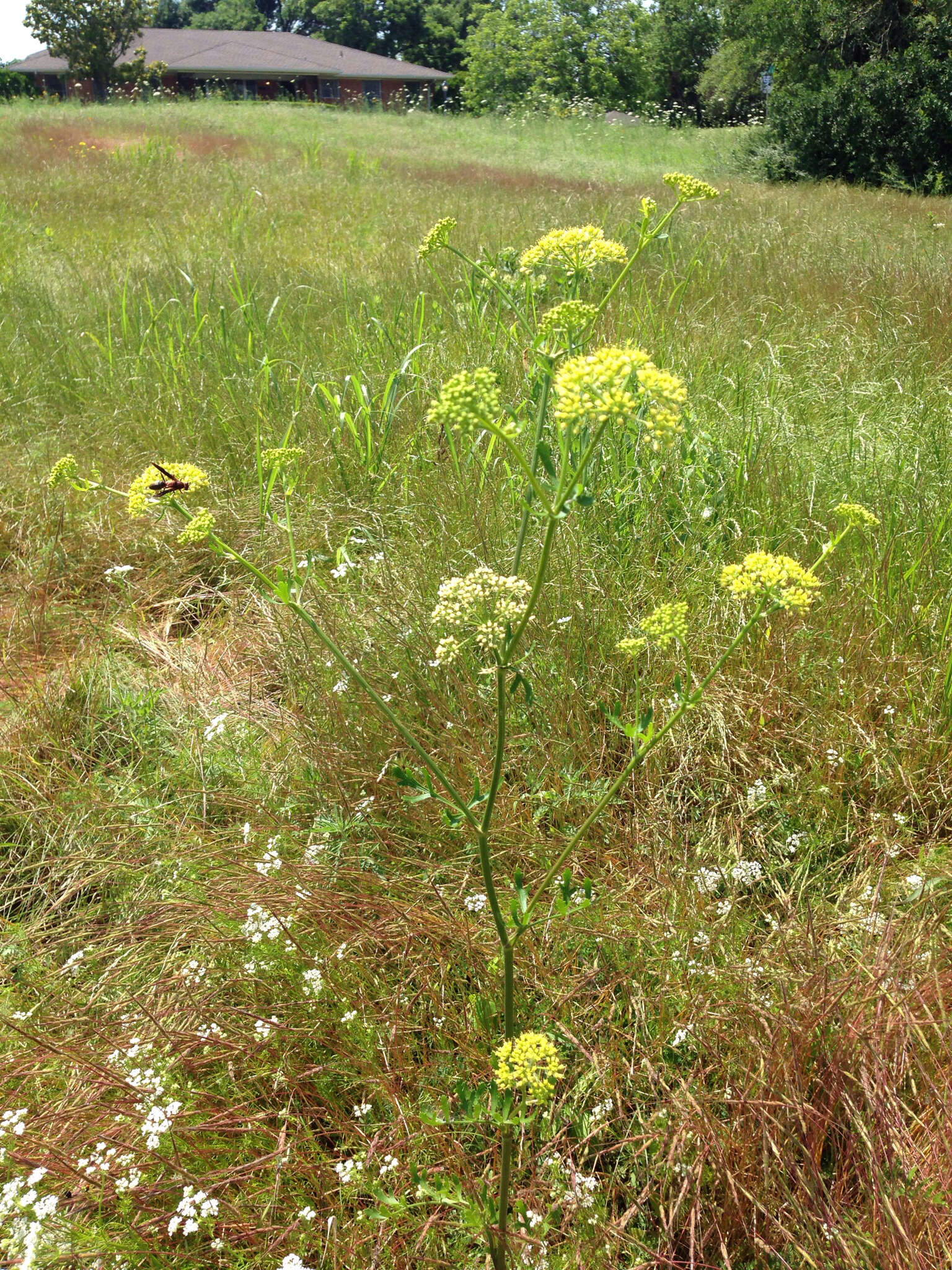 Image of Texas prairie parsley