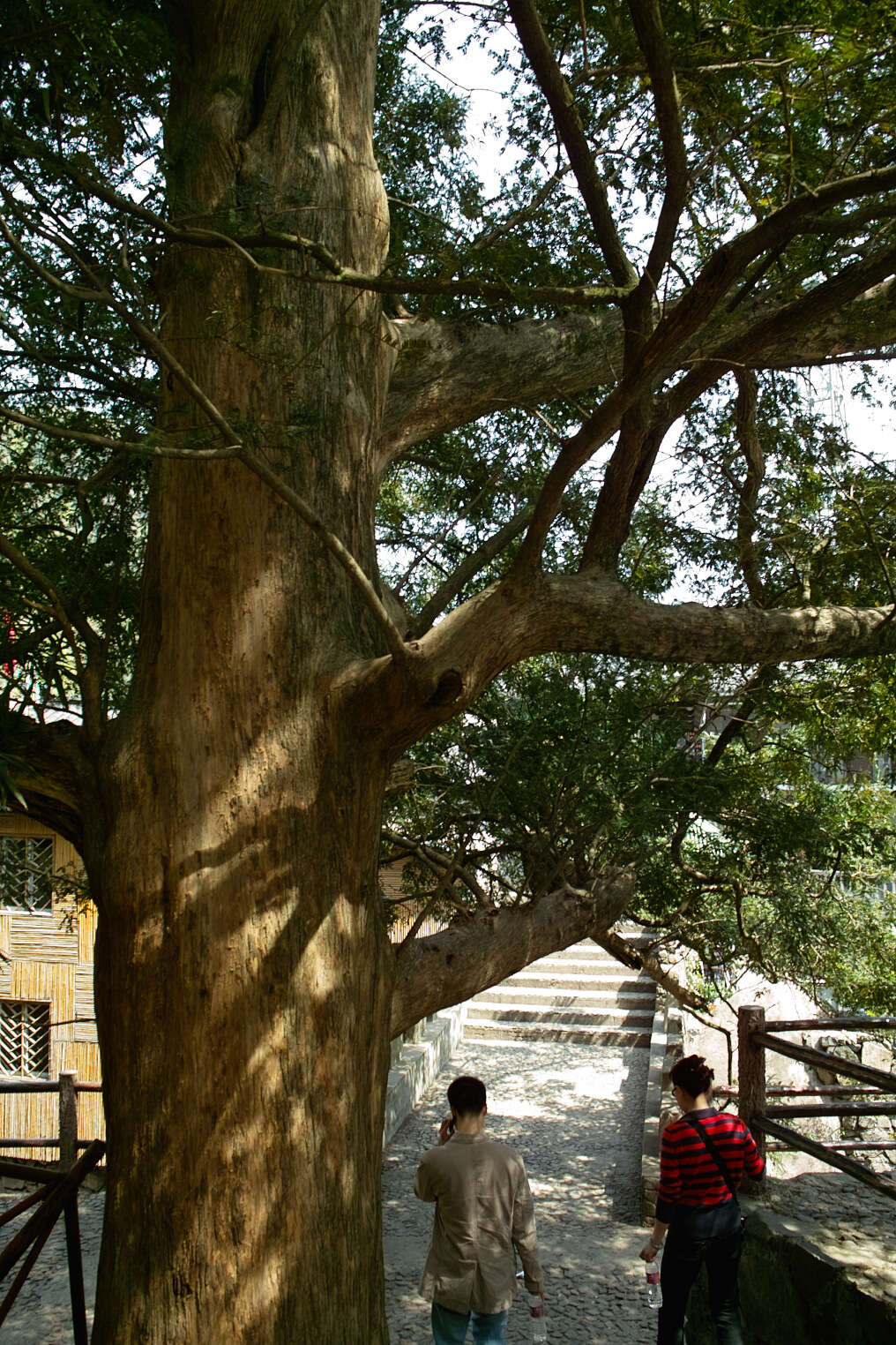 Image of Chinese Nutmeg Tree