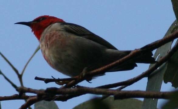 Image of Scarlet Honeyeater