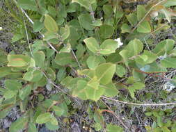 Image of halberd willow