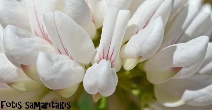 Image of white crownvetch