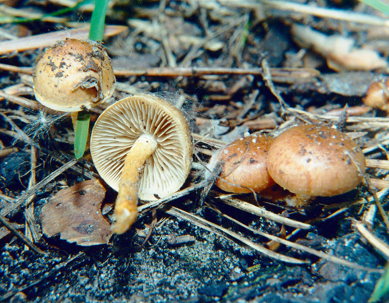 Image of Pholiota