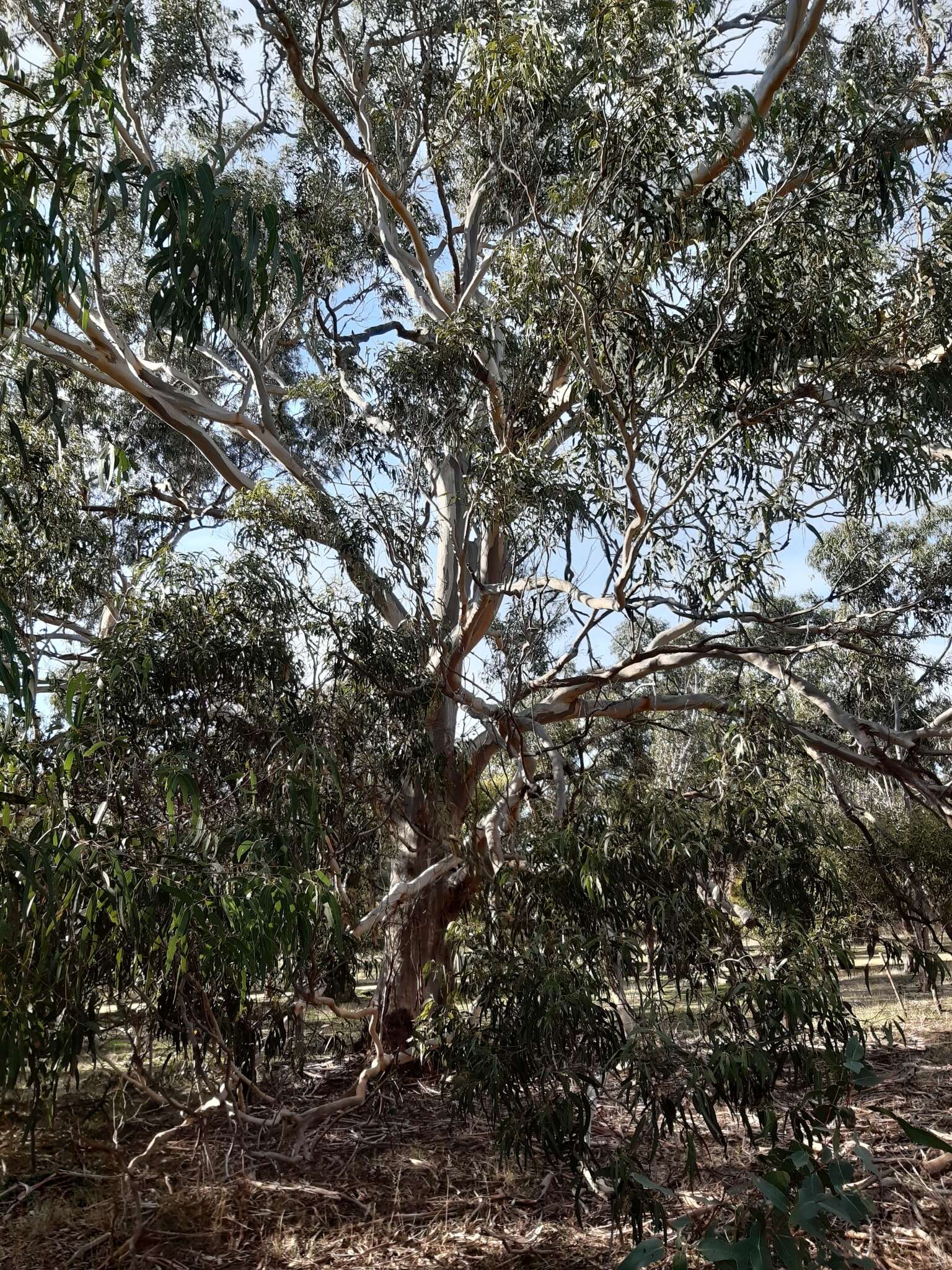 Image of Eucalyptus viminalis subsp. viminalis