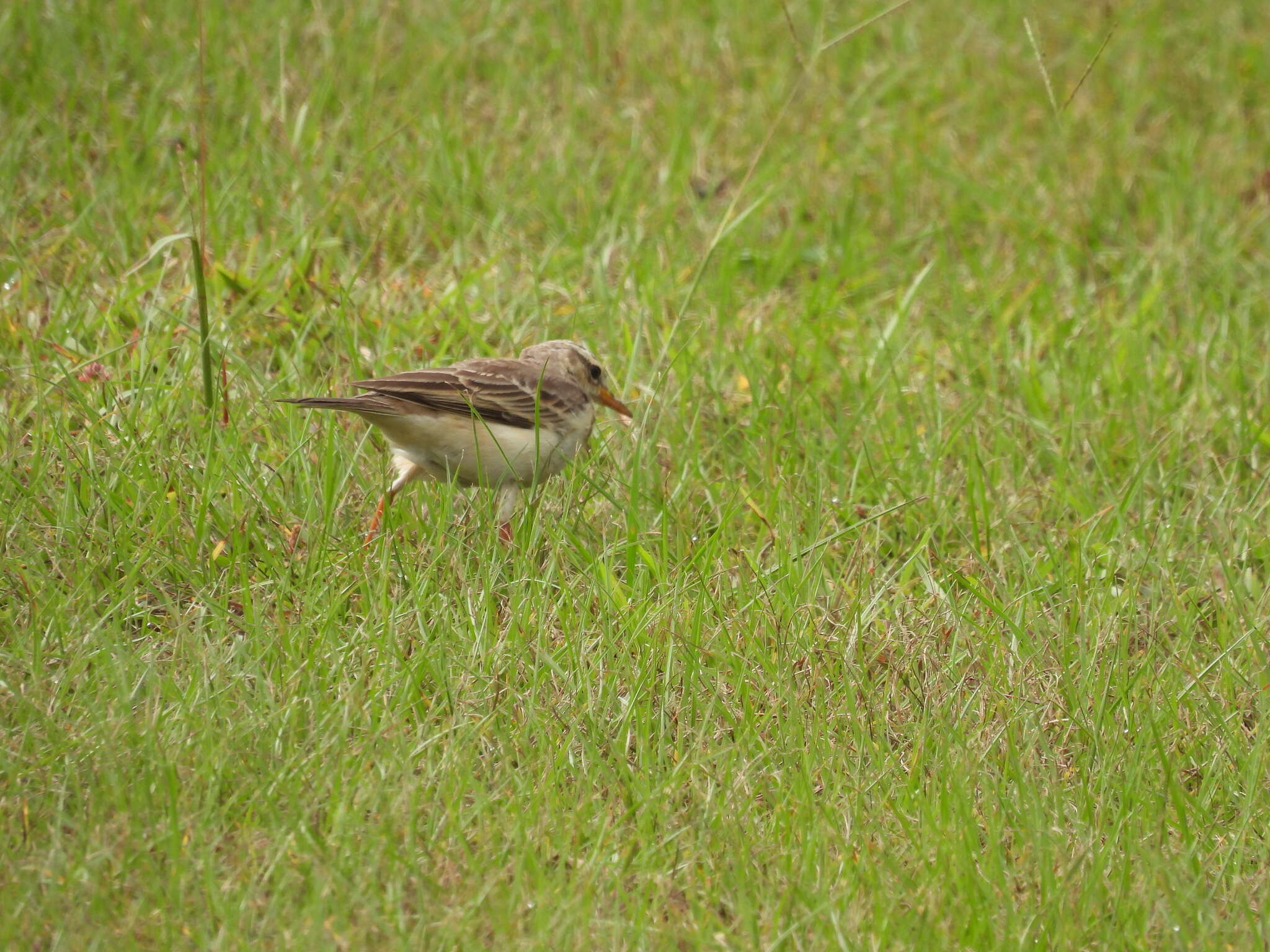 Anthus pallidiventris Sharpe 1885的圖片