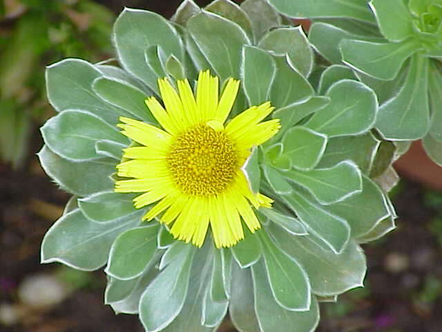 Imagem de Asteriscus sericeus (L. fil.) DC.