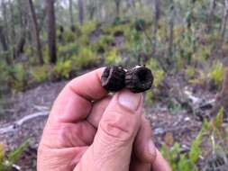 Слика од Eucalyptus planchoniana F. Müll.