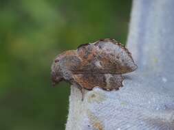 Image of Small Lappet Moth