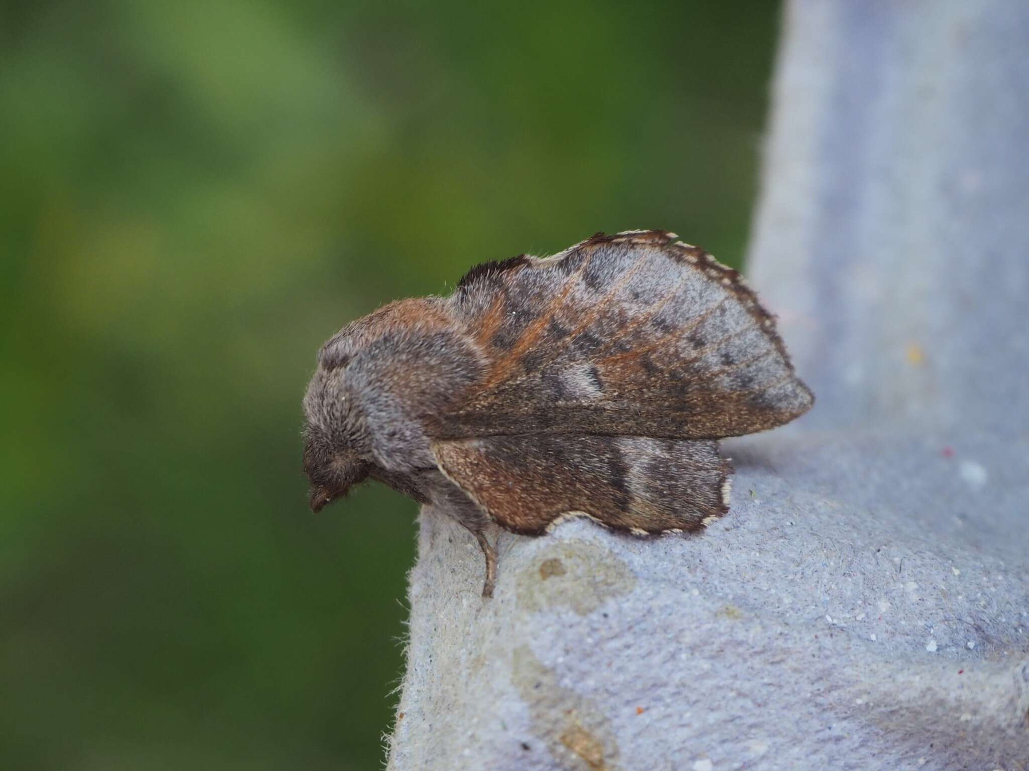 Image of Small Lappet Moth