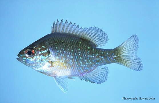 Image of Dollar Sunfish