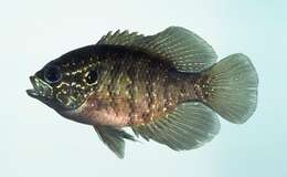 Image of Banded Sunfish