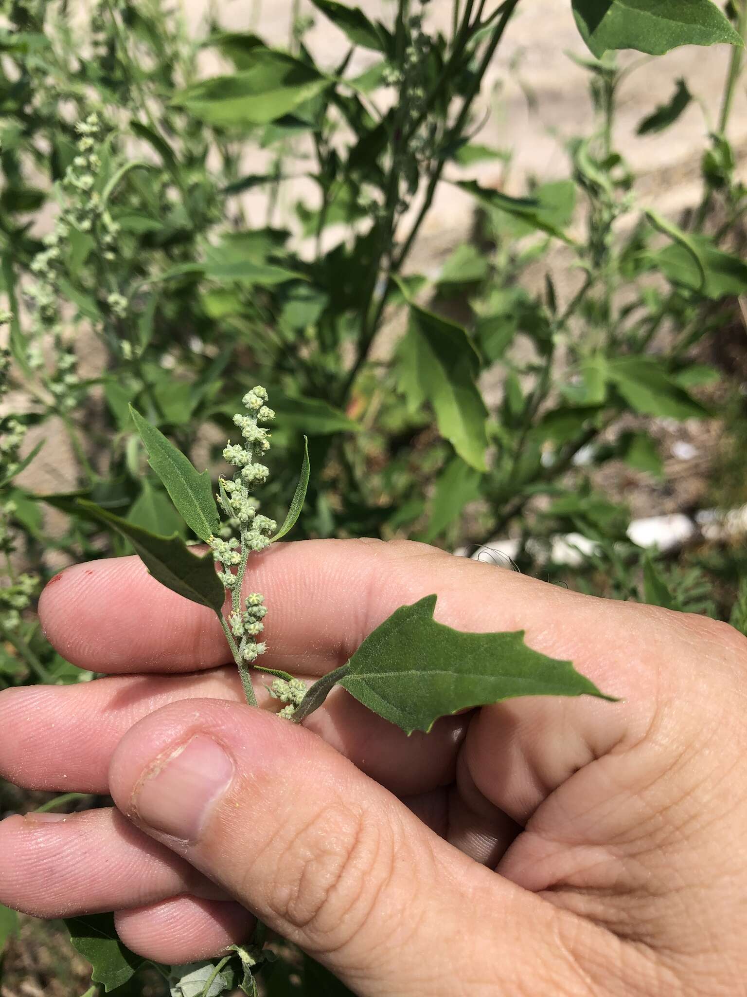 Image of pitseed goosefoot