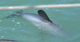 Image of Hector's Dolphin