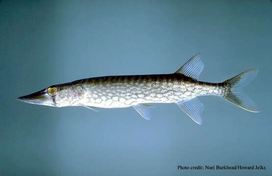 Image of Pickerel