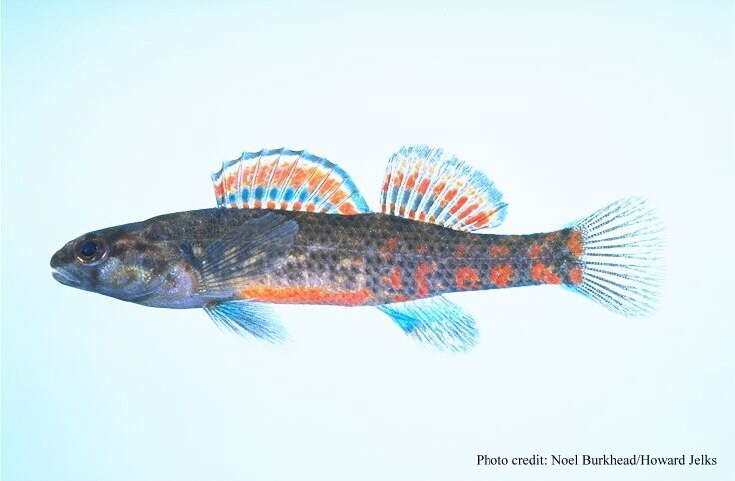 Image of Etheostoma