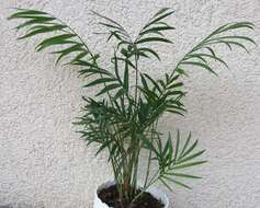 Image of parlor palm