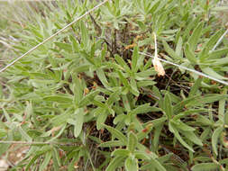 Imagem de Oenothera hartwegii Benth.