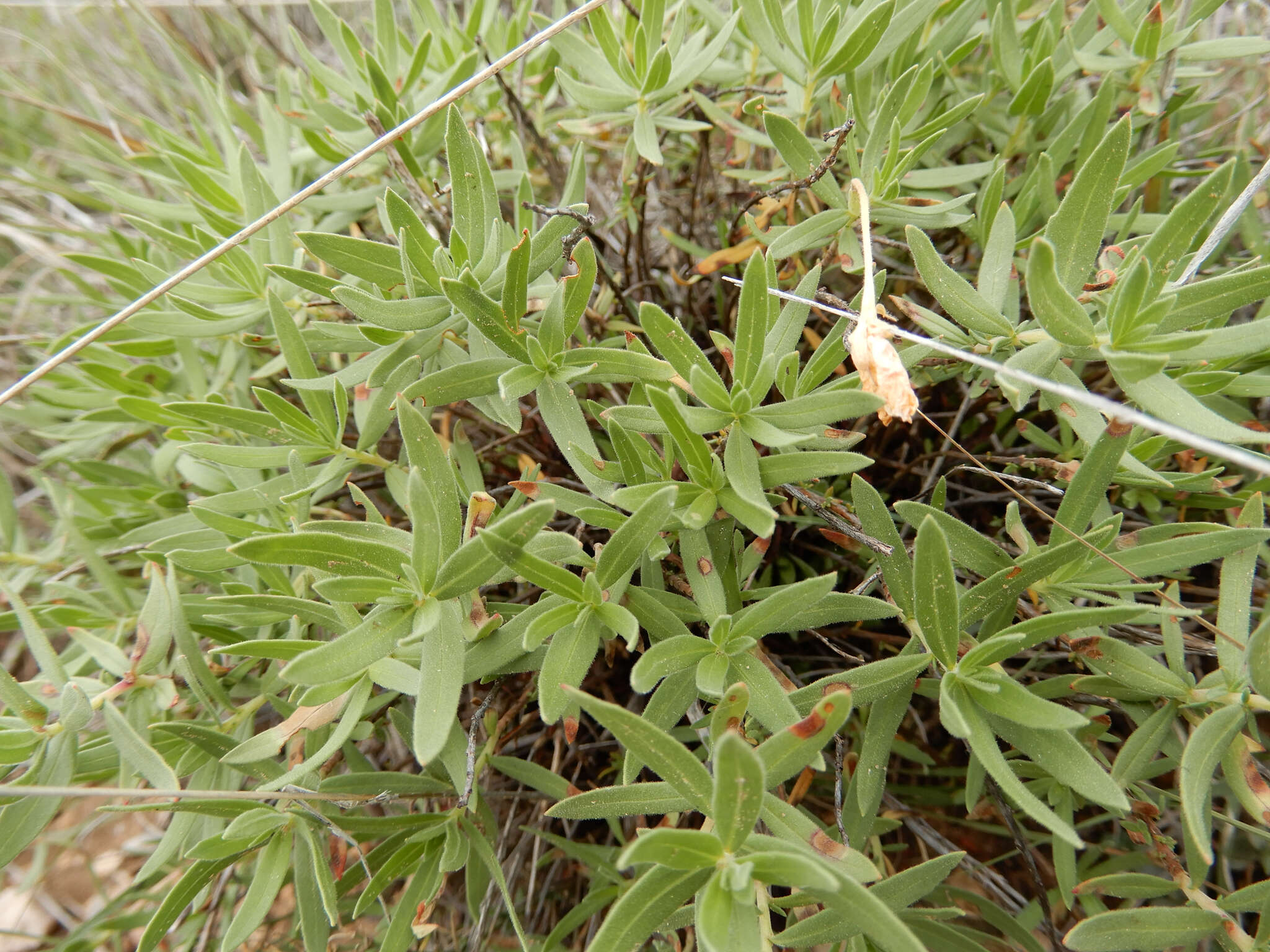 Imagem de Oenothera hartwegii Benth.