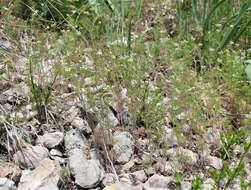 Image of Scandix stellata Banks & Solander