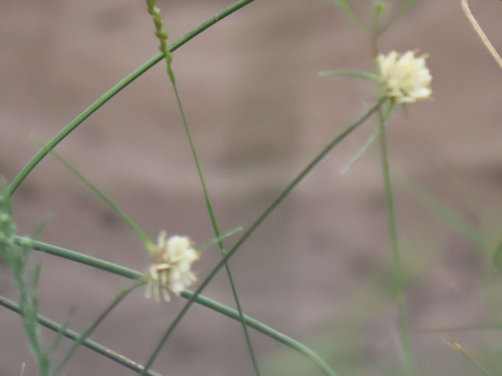 Image of Cyperus niveus Retz.