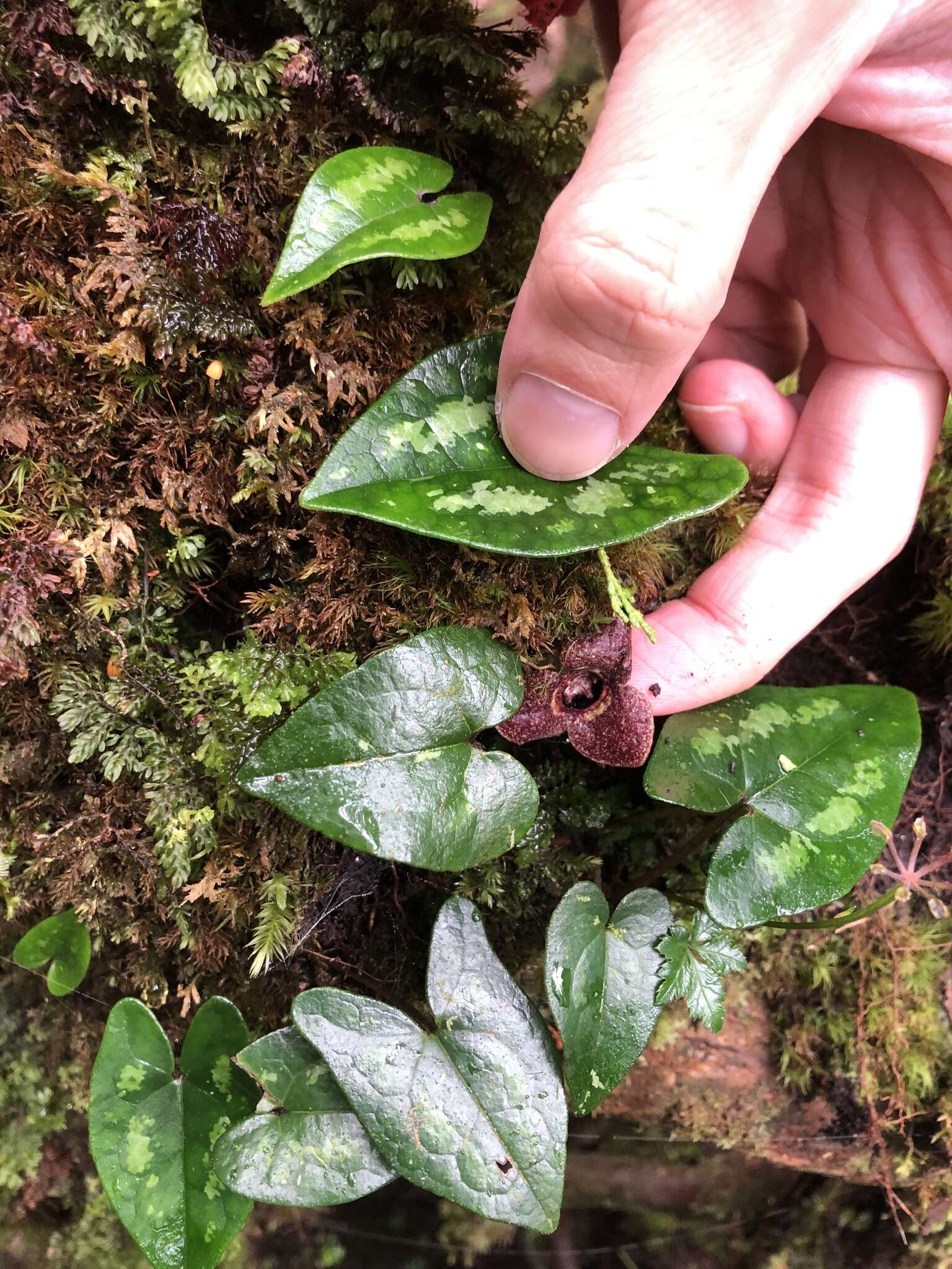 Image of Asarum taipingshanianum S. F. Huang, T. H. Hsieh & T. C. Huang