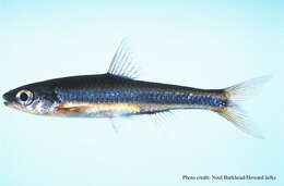 Image of Coastal Shiner