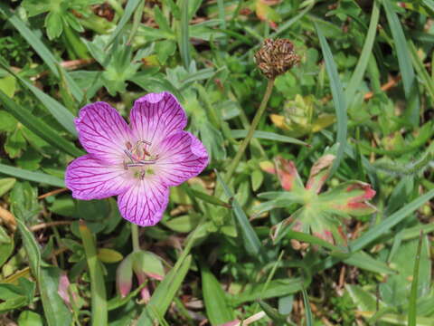 Image of Geranium subargenteum Lange ex Willk. & Lange