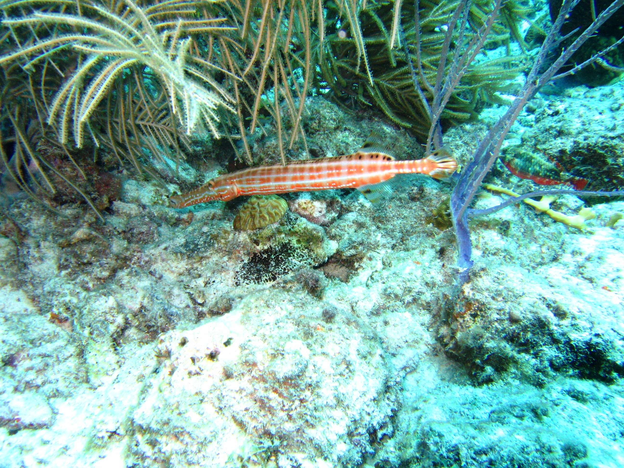 Image of Trumpetfish