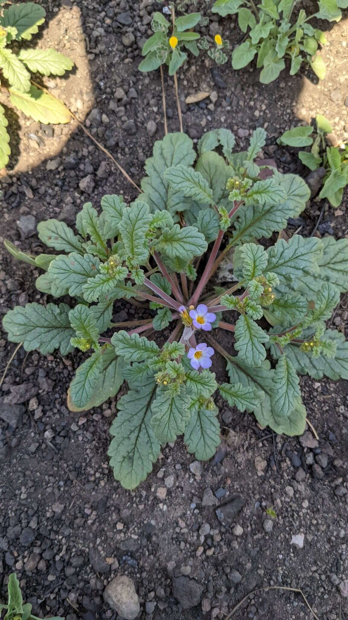 Image of sweetscented phacelia