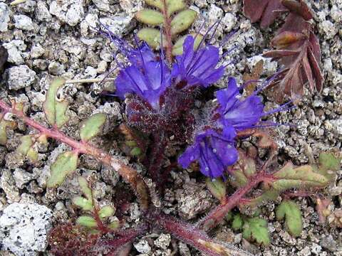 Sivun Phacelia bakeri (Brand) J. F. Macbr. kuva