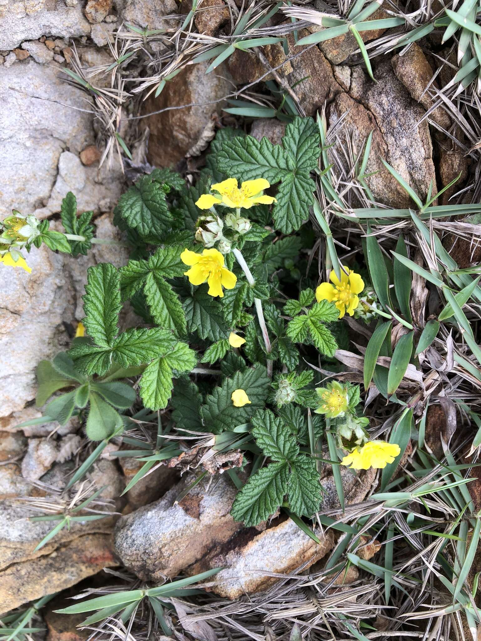 Image of Potentilla discolor Bunge