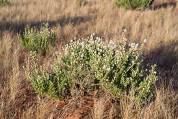 Image of Ptilotus polakii subsp. juxtus Lally