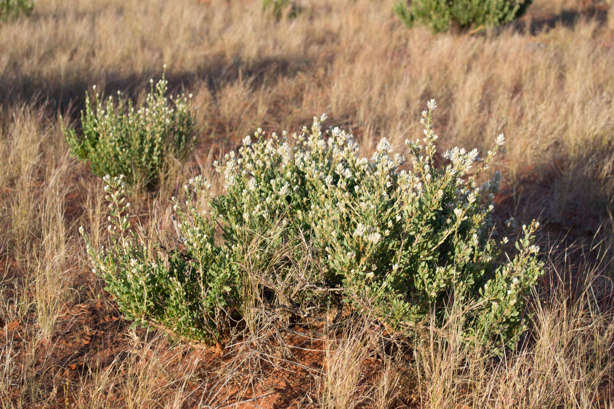 Image of Ptilotus polakii subsp. juxtus Lally