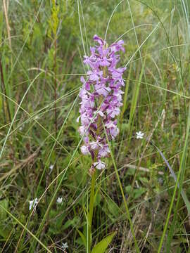 Image of Lesser purple fringed orchid