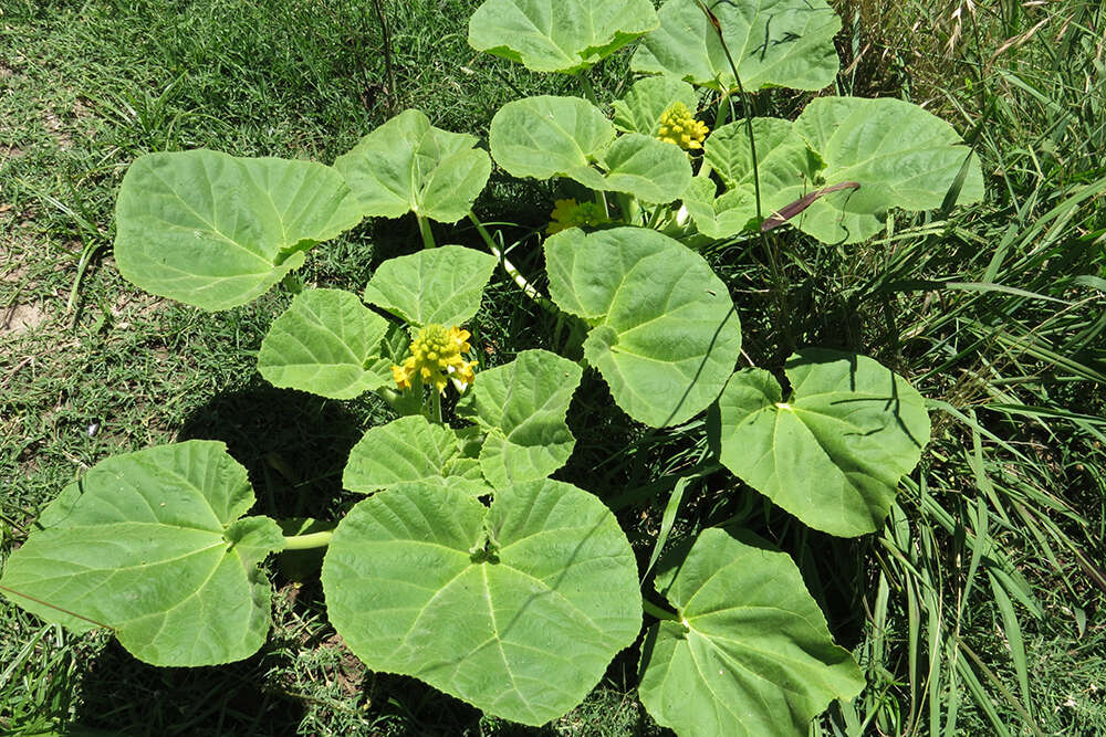 Image of yellow unicorn-plant