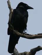 Image of Torresian Crow