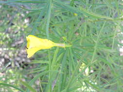 Image of Cascabela pinifolia (Standl. & Steyerm. ex Leavenw.) L. O. Alvarado & Ochot.-Booth