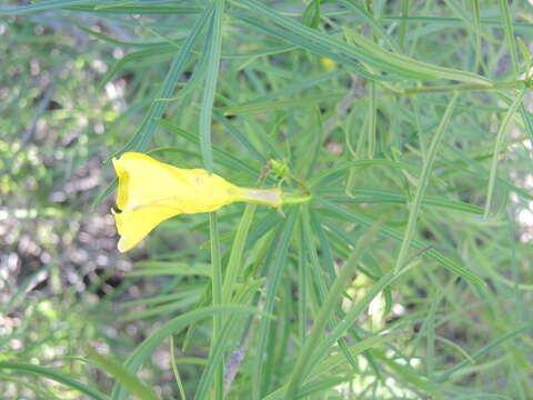 Image of Cascabela pinifolia (Standl. & Steyerm. ex Leavenw.) L. O. Alvarado & Ochot.-Booth