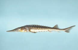 Image of Shortnose Sturgeon