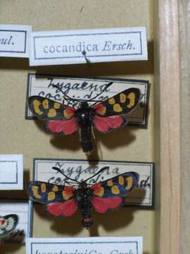 Image of Zygaena cocandica Erschoff 1874