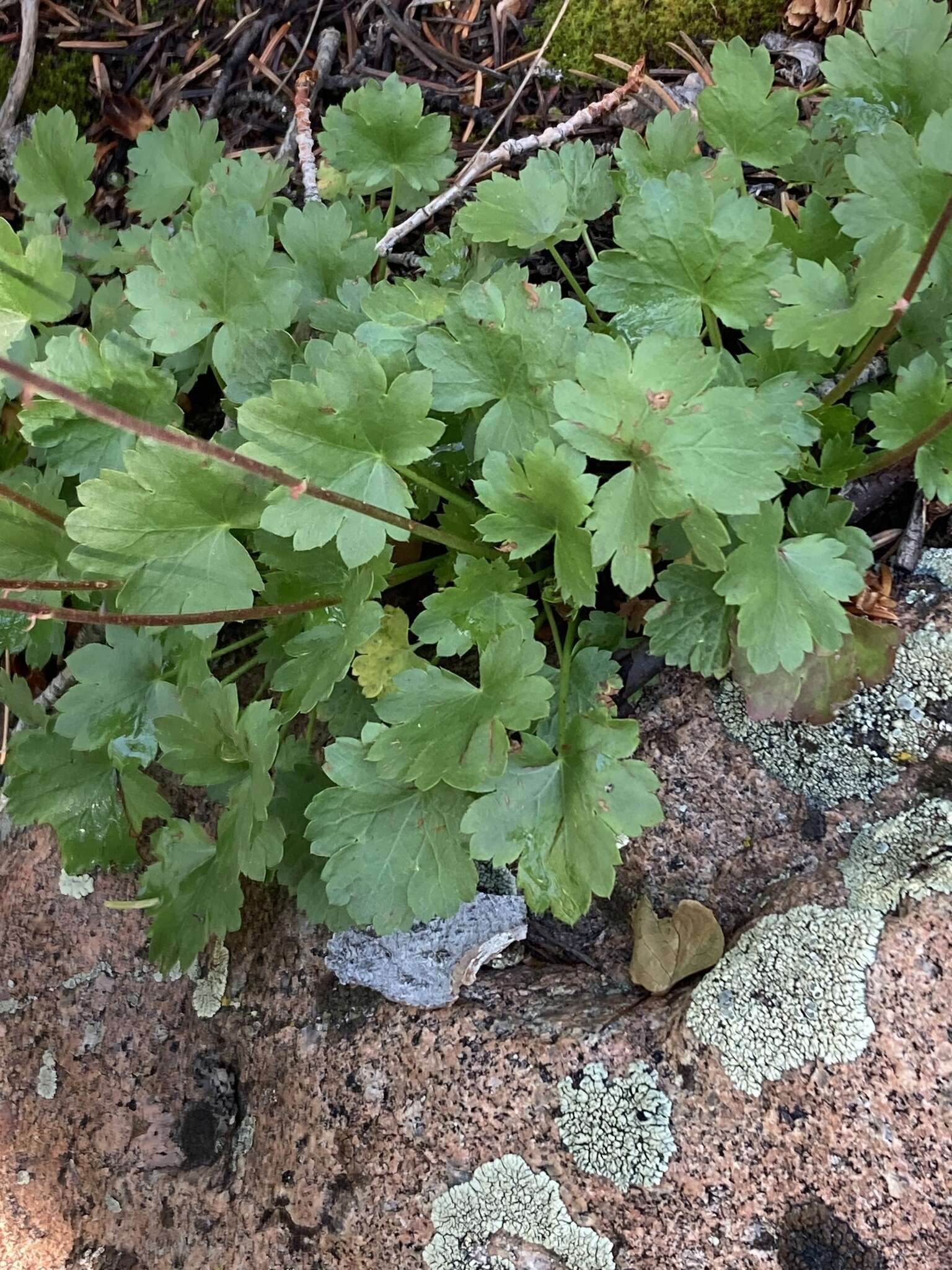 Image de Heuchera hallii A. Gray