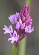 صورة Anacamptis pyramidalis (L.) Rich.