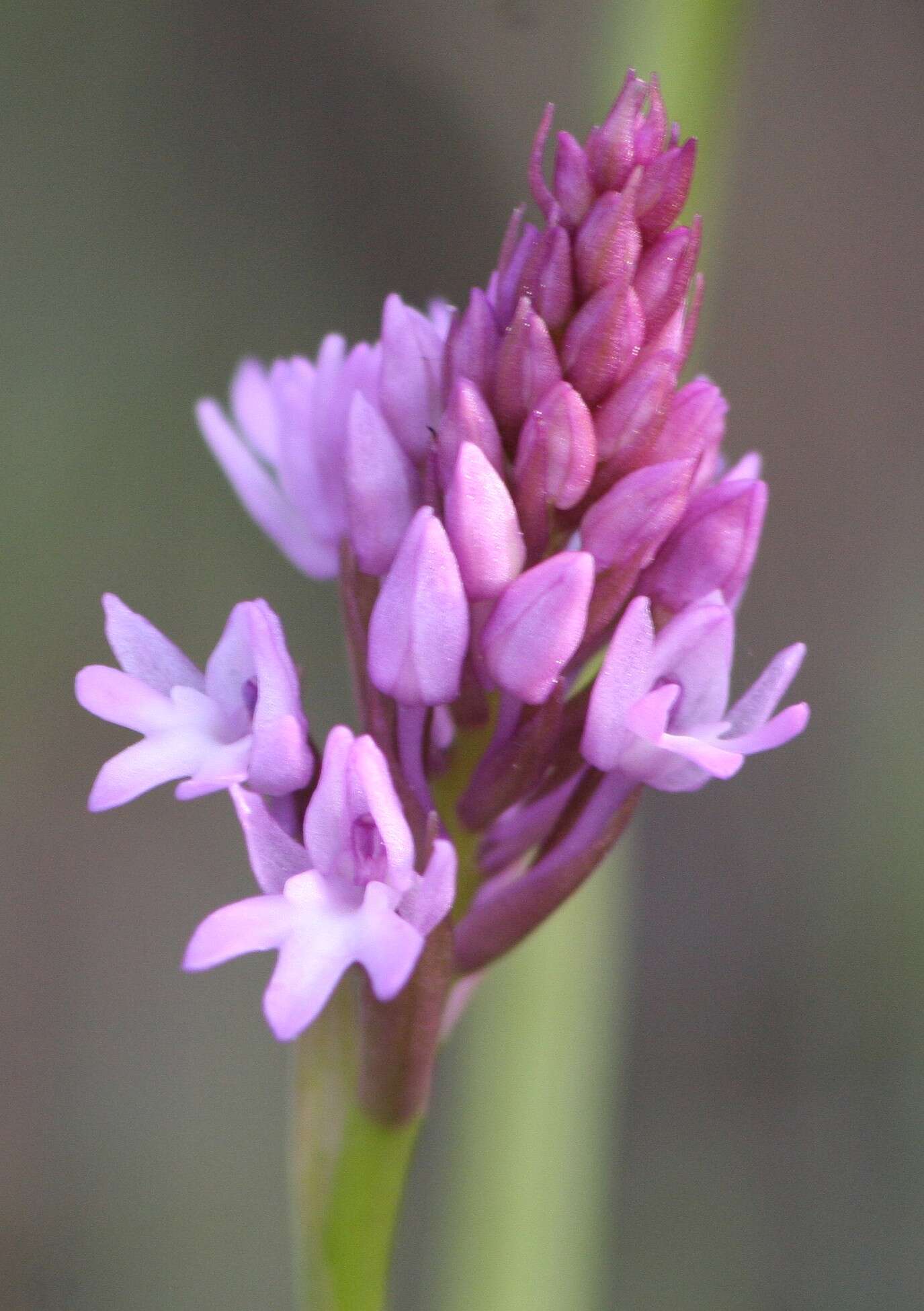 صورة Anacamptis pyramidalis (L.) Rich.